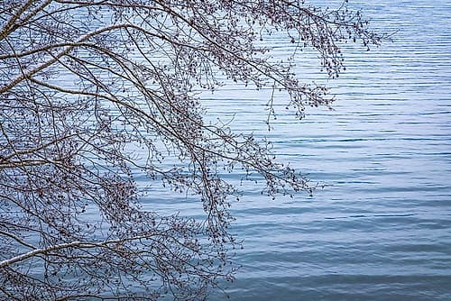 Washington State-Seabeck Alder branches in winter and Hood Canal Nature Print